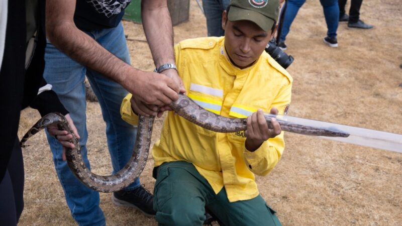 Capacitação da Sema inclui técnicas de manuseio de serpente e uso de cambão e zarabatana