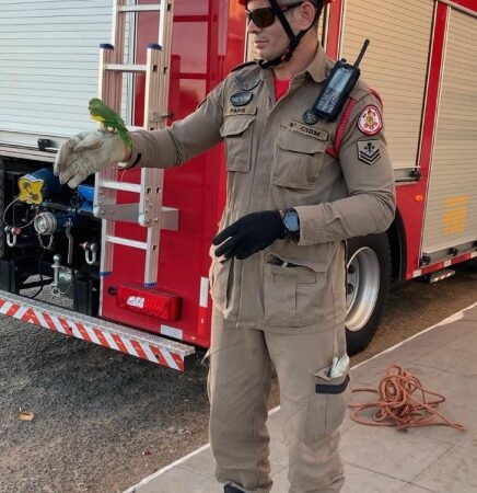 Bombeiros resgatam periquito que ficou preso em telhado de residência