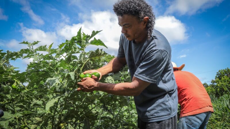 Governo de MT promove agricultura familiar inclusiva com apoio a quilombolas, indígenas e mulheres