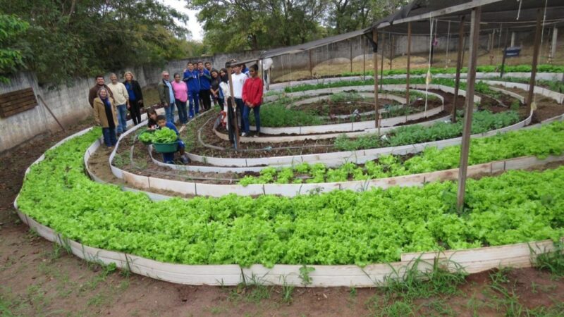 Produção em horta escolar conta com a participação de 120 estudantes de escola estadual