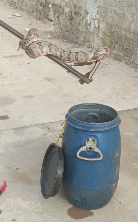 Corpo de Bombeiros Militar captura jiboia que estava em calçada de residência