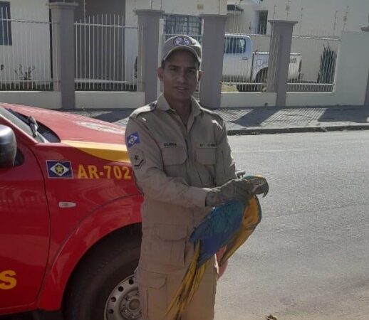Corpo de Bombeiros Militar resgata arara-canindé com dificuldade de voar