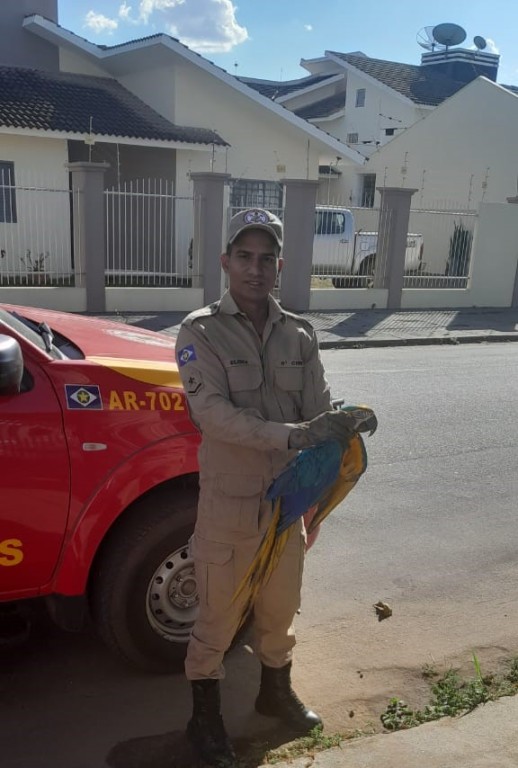 Corpo de Bombeiros Militar resgata arara-canindé com dificuldade de voar