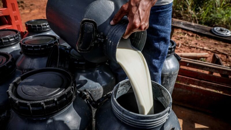 Dados de novo sistema da Seaf apontam pecuária leiteira como atividade mais desenvolvida na agricultura familiar de MT