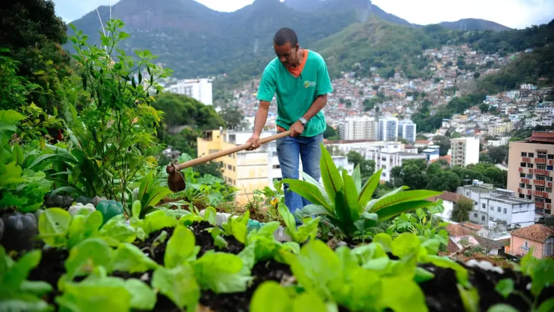 Nova lei pretende estimular a produção de alimentos nas cidades