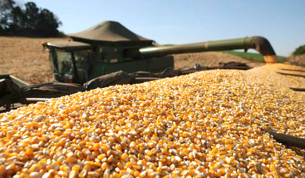 Cotação do milho disponível em Mato Grosso cai 3,49%