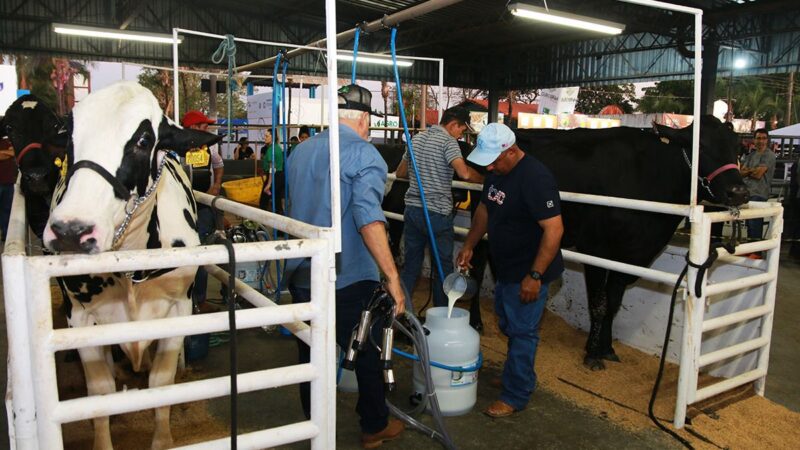 Torneio Leiteiro chega à marca de 30 edições na Exposul trazendo o que tem de melhor do setor na região
