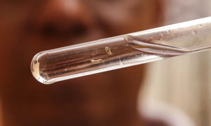 Brasil teve média de 24 mortes por dia causadas por dengue no primeiro semestre