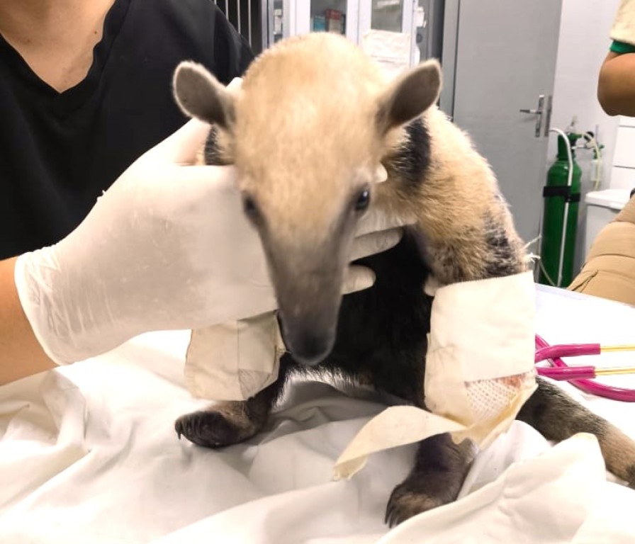 Sema recebe do Corpo de Bombeiros tamanduá-mirim com patas queimadas