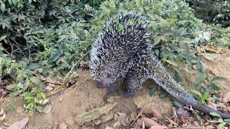 Bombeiros capturam ouriço-cacheiro em quintal de casa em Campo Verde