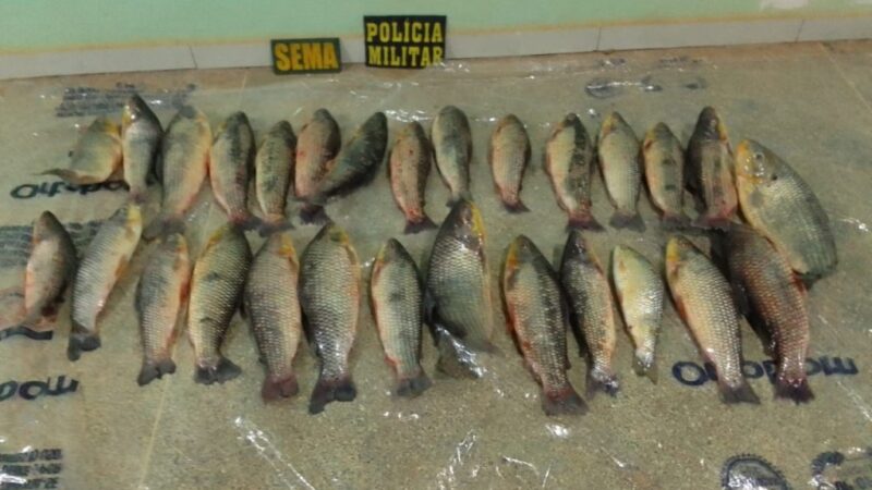 Sema e PM apreendem 28 exemplares de paivuçu em operação contra pesca predatória em Barão de Melgaço