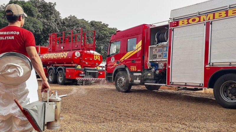 Corpo de Bombeiros alerta sobre ataques de abelhas no período de reprodução