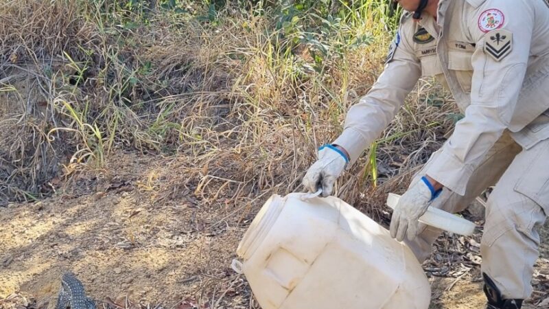 Bombeiros resgatam lagarto Teiú que estava em calçada de residência
