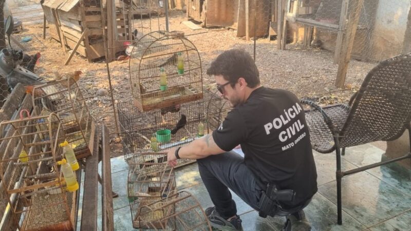 Polícia Civil investiga 25 denúncias de maus-tratos de animais em Cuiabá e Várzea Grande