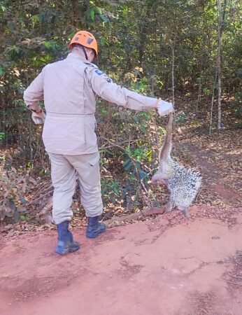 Bombeiros resgatam ouriço em pé de mamoeiro em residência de Primavera do Leste