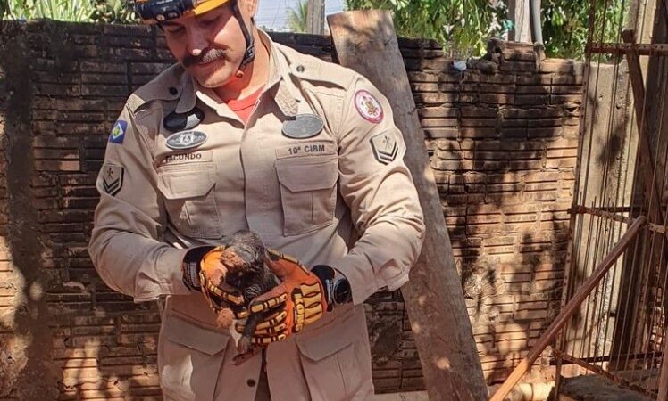 Bombeiros resgatam filhote de cachorro que ficou preso em tubulação de residência