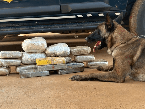PRF apreende cocaína e skunk escondidos em portas de veículo no Mato Grosso