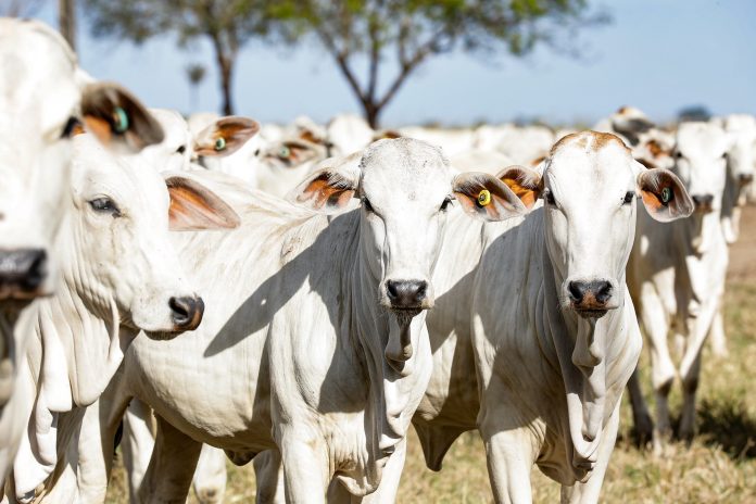 Mato Grosso tem mais de 31,5 milhões de bovinos, segundo relatório do Indea