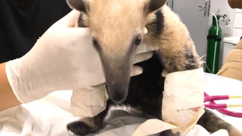 Sema recebe tamanduá-mirim com patas queimadas pelo Corpo de Bombeiros
