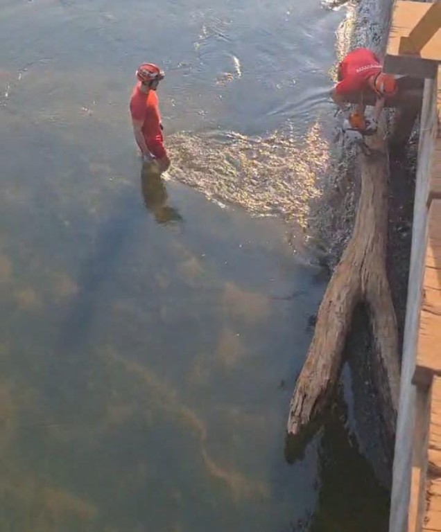 Bombeiros removem árvore que caiu em rio e comprometia estrutura de ponte