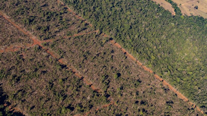 Sema embarga 1,86 milhão de hectares por crimes ambientais de 2019 a 2024