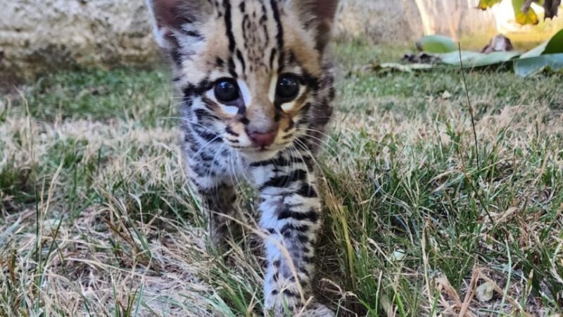 Filhote de jaguatirica resgatado pela Sema é destinado para zoológico de Curitiba