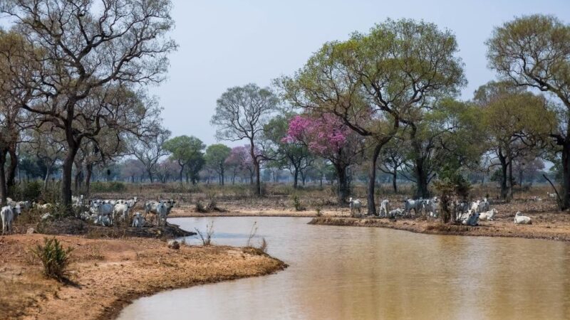 Especialistas afirmam que animais estão em boas condições apesar da seca no Pantanal