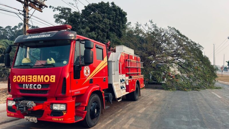 Bombeiros retiram árvore que caiu sobre caminhão em avenida
