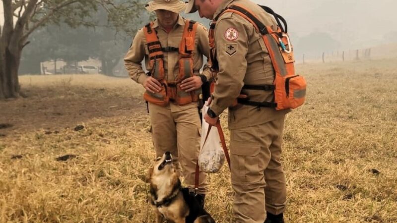 Corpo de Bombeiros utiliza cães farejadores e intensifica busca por jovem desaparecido