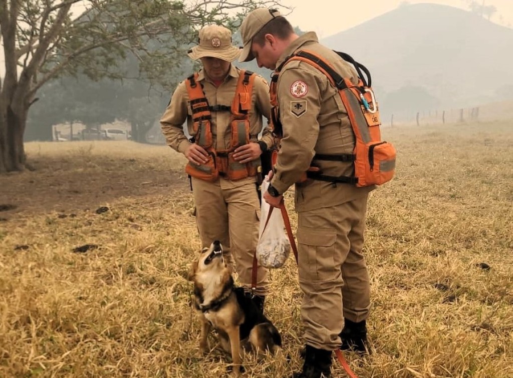 Corpo de Bombeiros utiliza cães farejadores e intensifica busca por jovem desaparecido