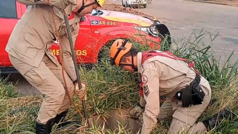 Bombeiros resgatam animais e removem marimbondos que ofereciam risco aos estudantes