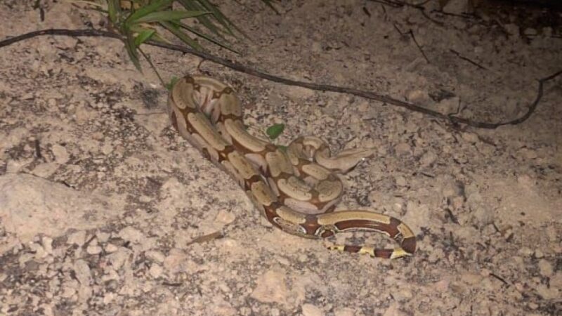 Corpo de Bombeiros resgata serpente de 1,30 metros
