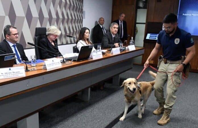 Senado debate segurança de animais em voos após morte de cão que viria para Sinop