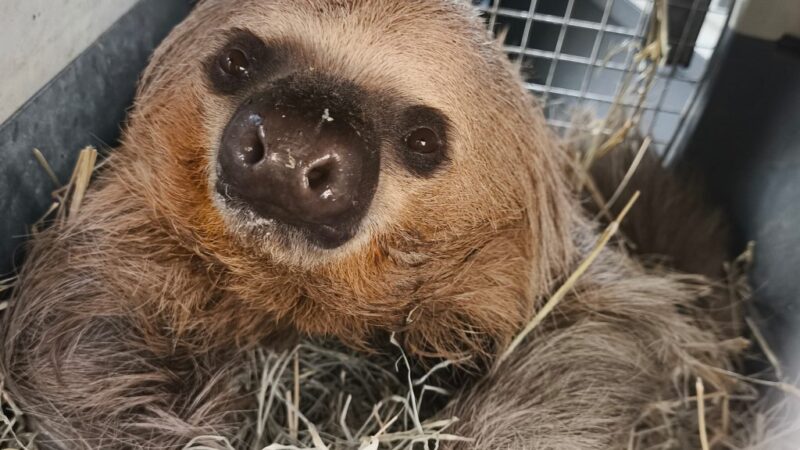 Sema solta cinco animais silvestres resgatados com ferimentos