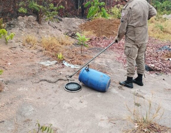 Bombeiros resgatam cobra jararaca de 1 metro em zona urbana