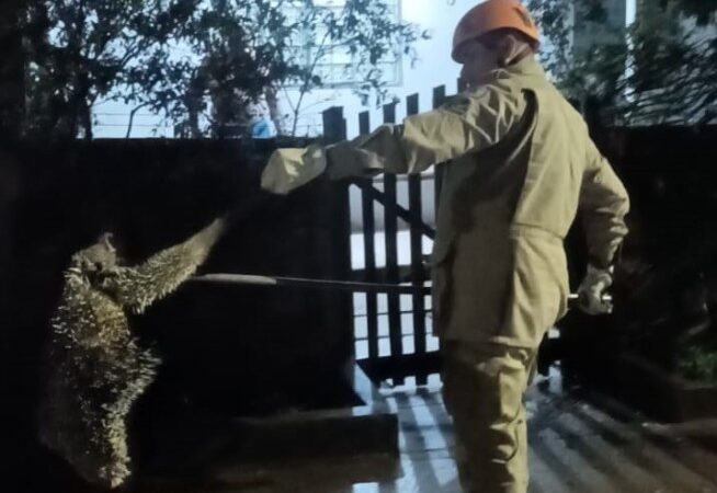 Corpo de Bombeiros resgata porco-espinho que estava em árvore em frente a residência