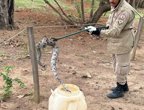 Bombeiros capturam jiboia em quintal de escola em Campo Verde