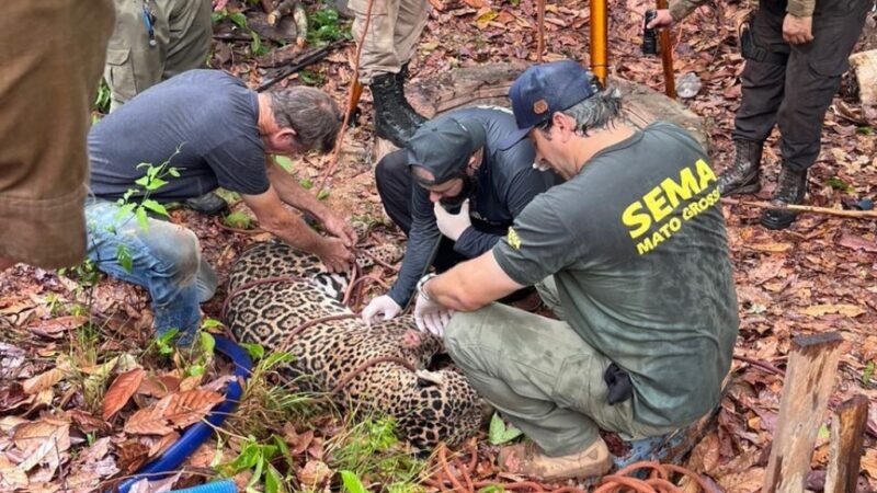 Corpo de Bombeiros e Sema resgatam onça-pintada que caiu em poço desativado de fazenda