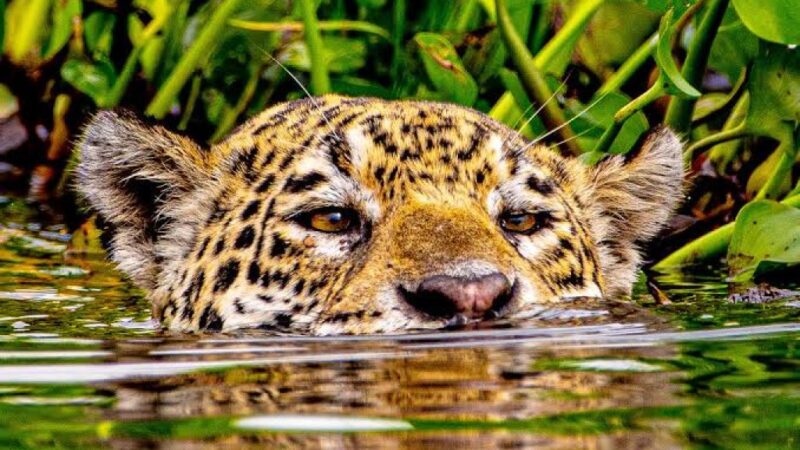 Governo de MT articula parceria para ampliar área de proteção das onças no Pantanal