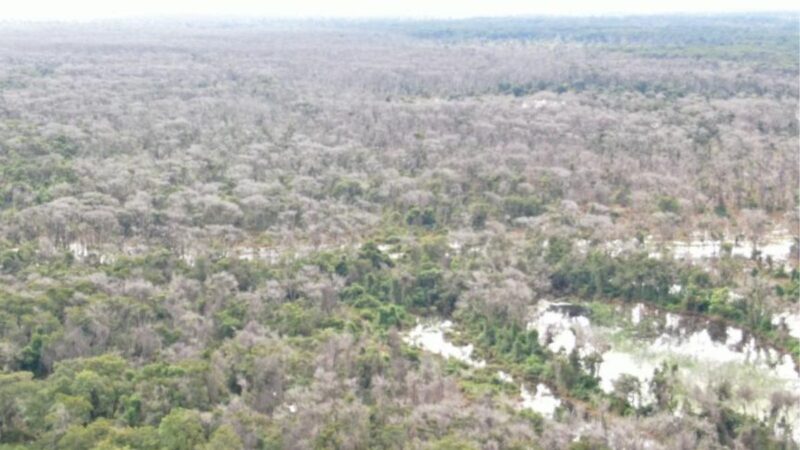 MPE denuncia 4 por desmatamento químico em Mato Grosso e pede indenização de R$ 2 bilhões
