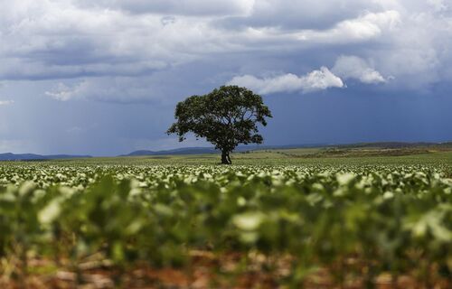 100 municípios mais ricos no agro contribuem com 31,9% da produção agrícola brasileira