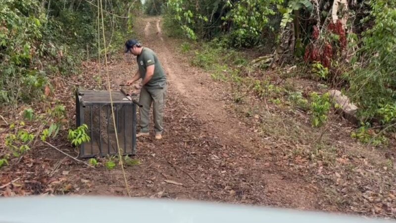 Onça-pintada que caiu em poço desativado é solta depois de passar por tratamento