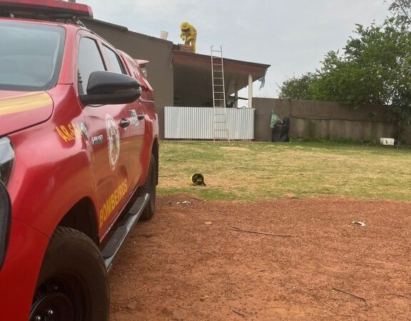 Bombeiros removem enxame de abelhas de forro de residência