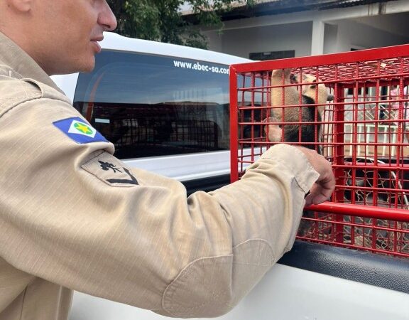 Bombeiros resgatam filhote de tamanduá-mirim em área urbana de Sorriso