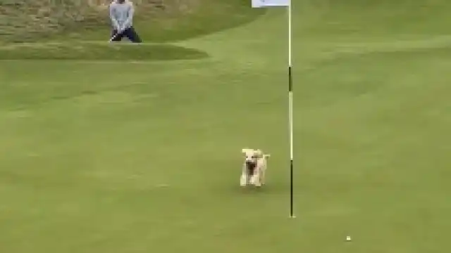 Cão invade campo e devolve bola durante partida de golfe de Gareth Bale