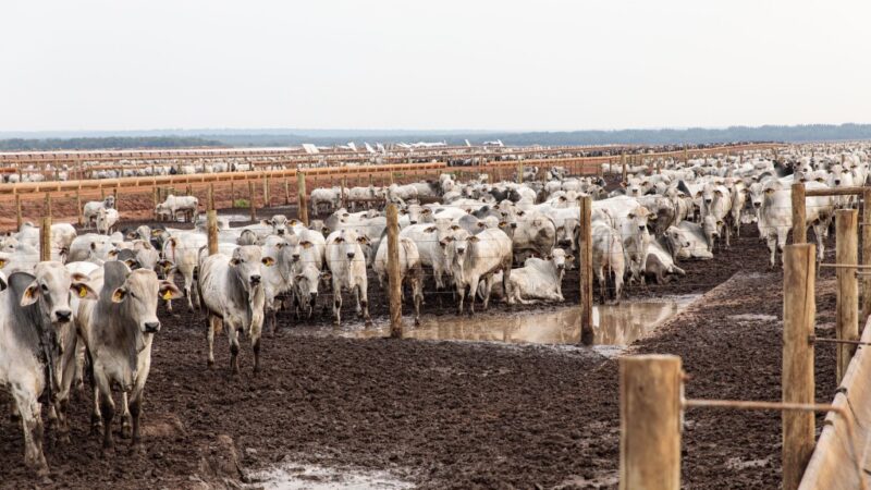 Sedec, Famato e sindicatos rurais encerram circuito para agropecuária sustentável com evento em Cuiabá