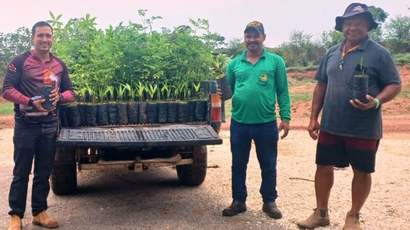 Viveiro de Mudas da Coogavepe cumpre metas para recuperação ambiental no Vale do Peixoto