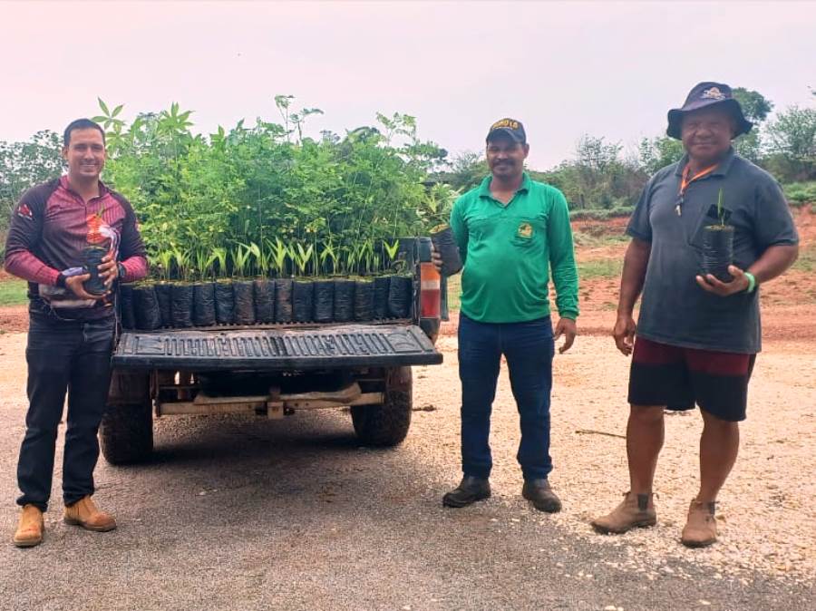 Viveiro de Mudas da Coogavepe cumpre metas para recuperação ambiental no Vale do Peixoto