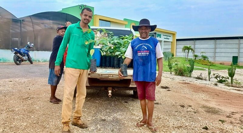 Período de chuva época que potencializa o plantio de mudas e a Coogavepe tem sido um marco neste sentido