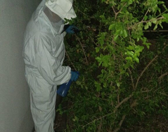 Corpo de Bombeiros remove enxame de abelhas de residência